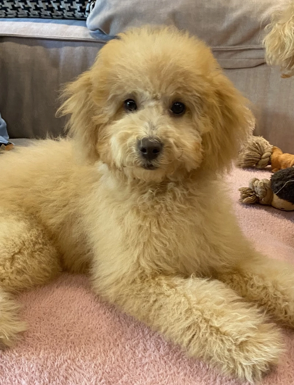  Puiuță Pudel Mini apricot disponibilă   