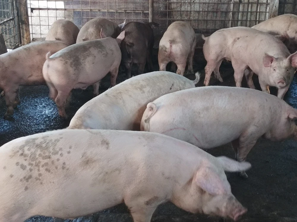 Porci de vanzare 90-100 kg