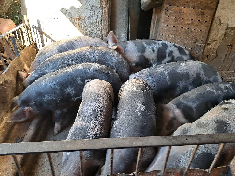 porci petrean de vânzare 