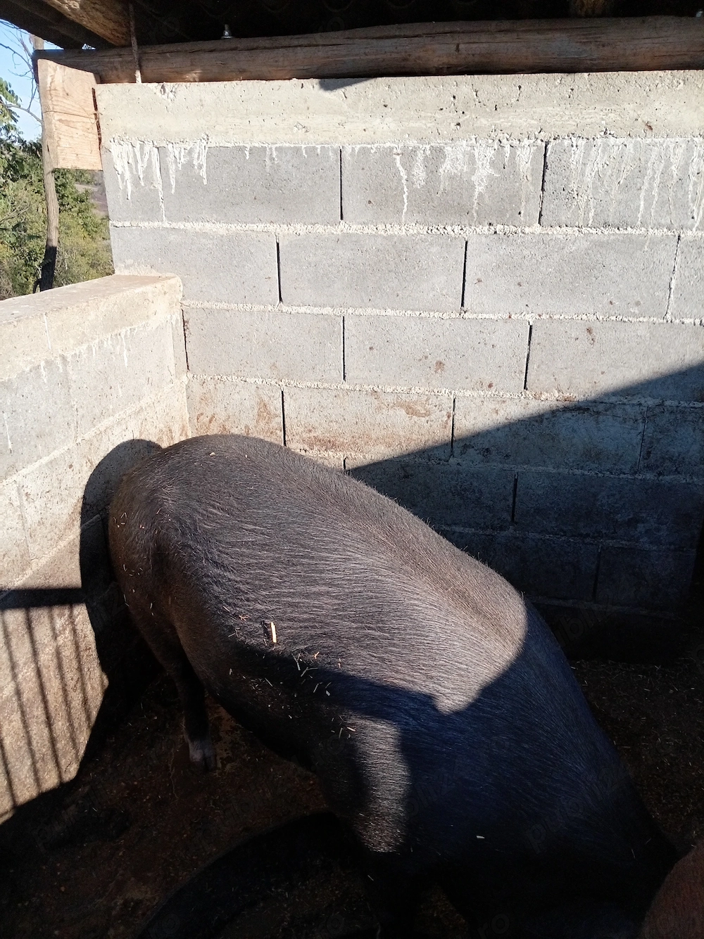 Porc de aprocsimativ 200kg