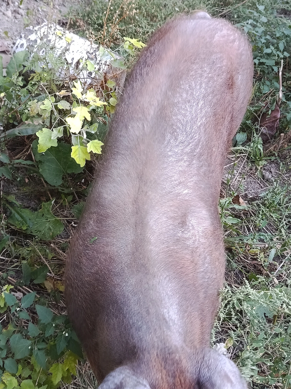 Porc de vânzare 