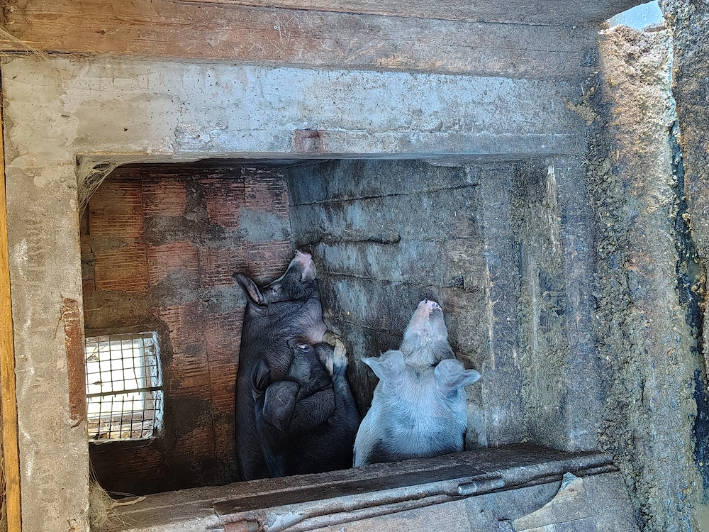 Porci de vânzare 