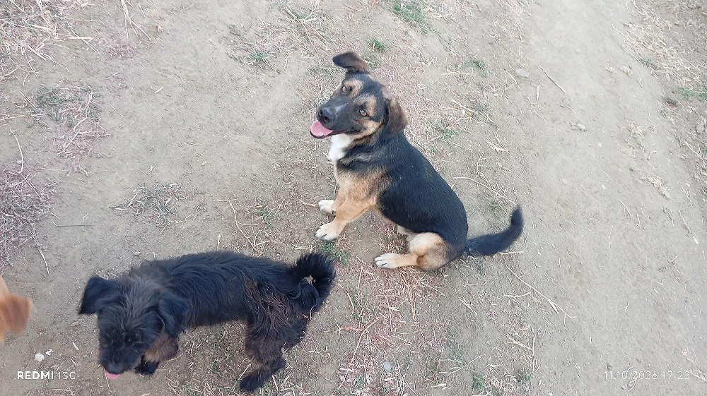 Donez cățeluș castrat 