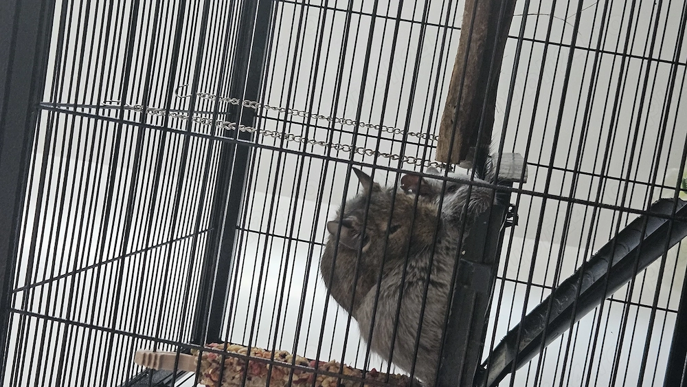 Veverite degu caută casă 