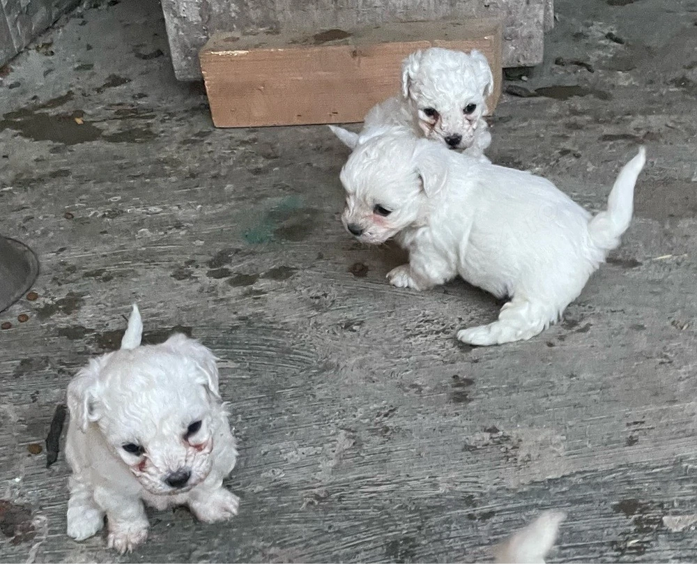 Bichon maltez, superbi