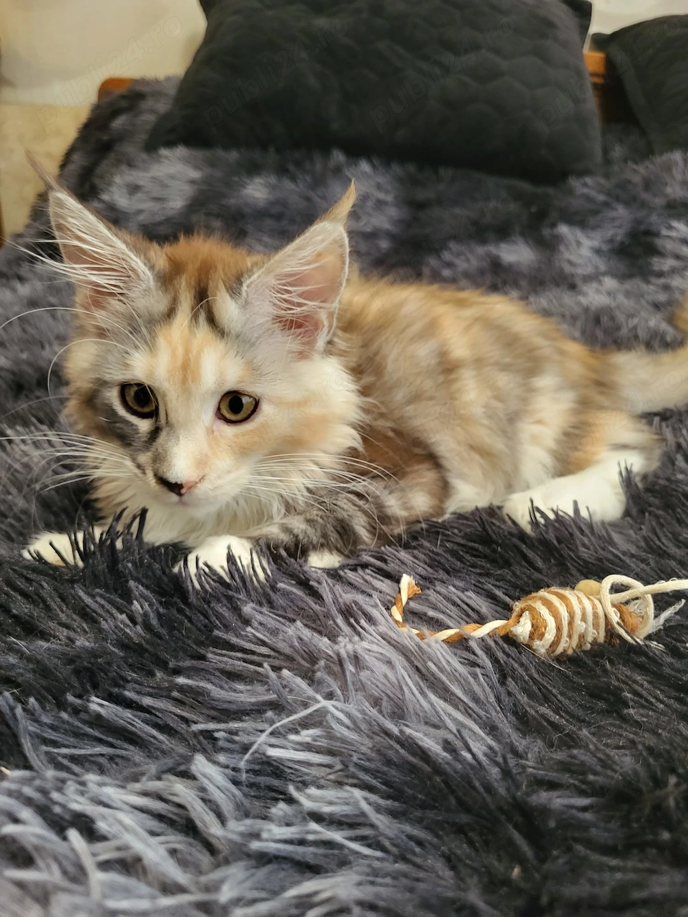 Pisica Maine Coon