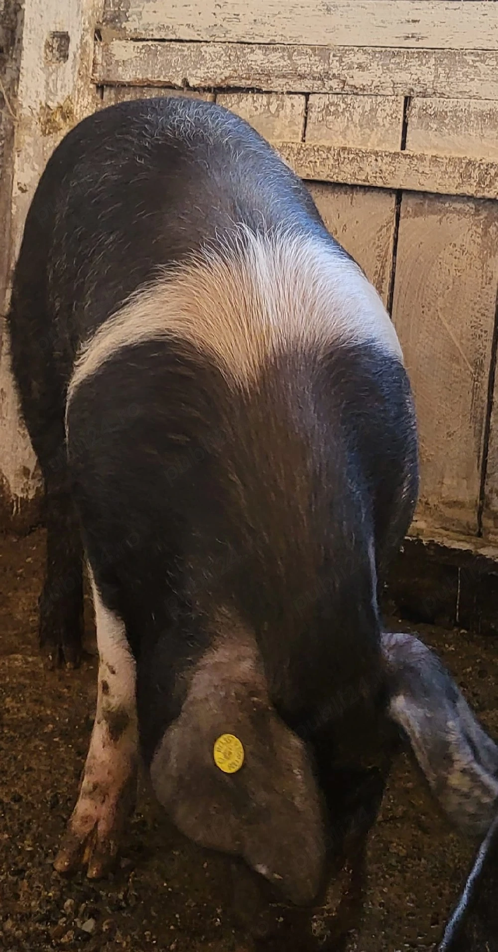 vand porc de carne