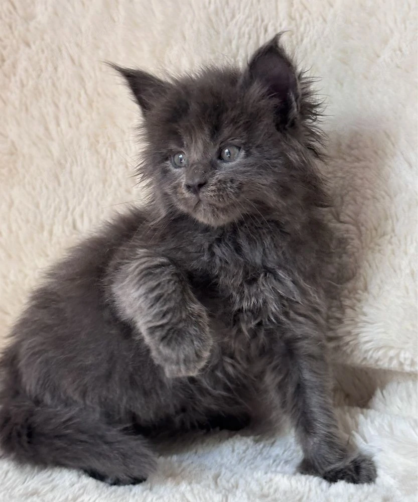 Maine Coon superbi