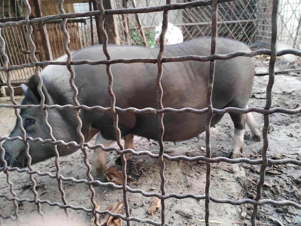 Porci vietnamezi, vier, purcica gestanta 