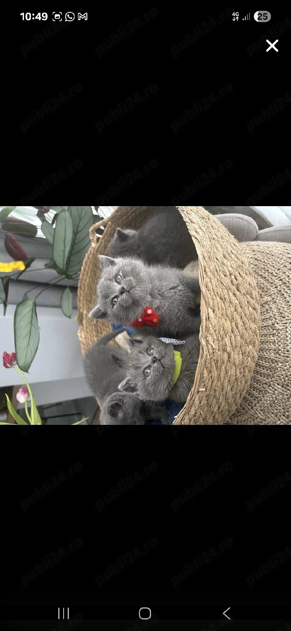 British Shorthair blue 