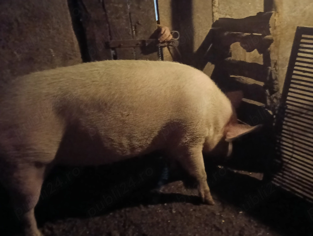 Vând porc gras, rasă de carne!