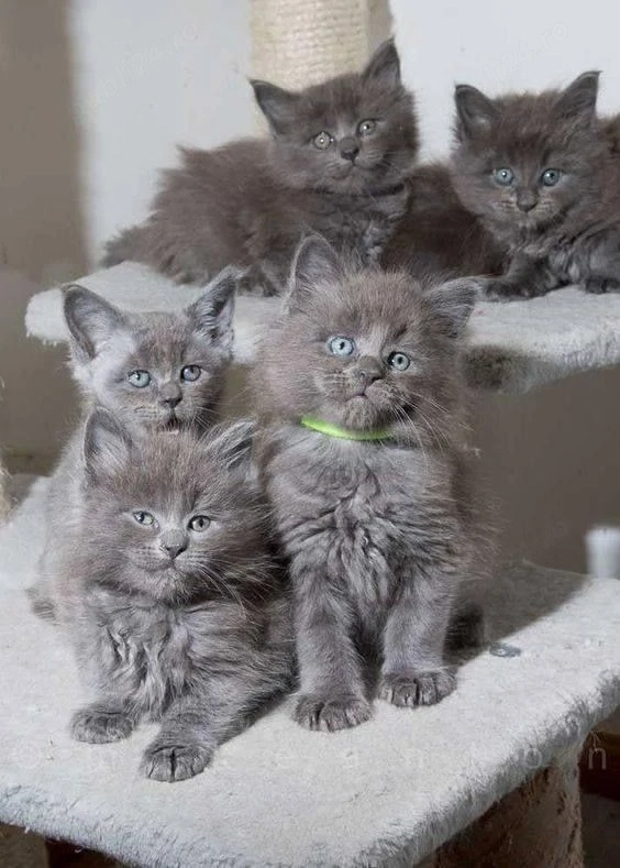 Maine Coon puiuti 