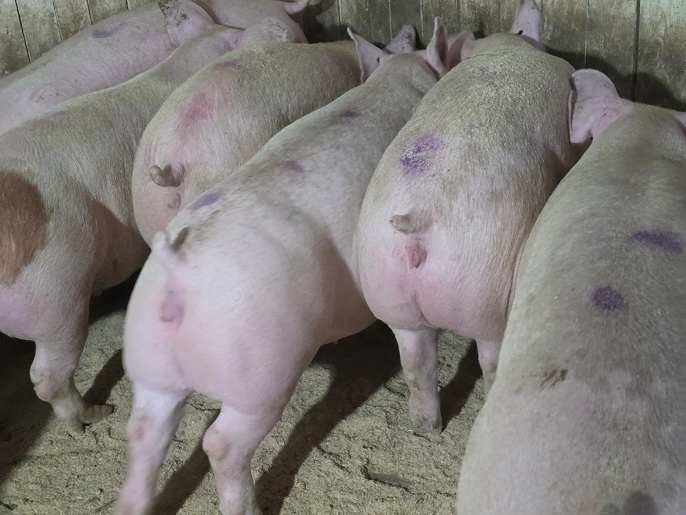 porci de carne 