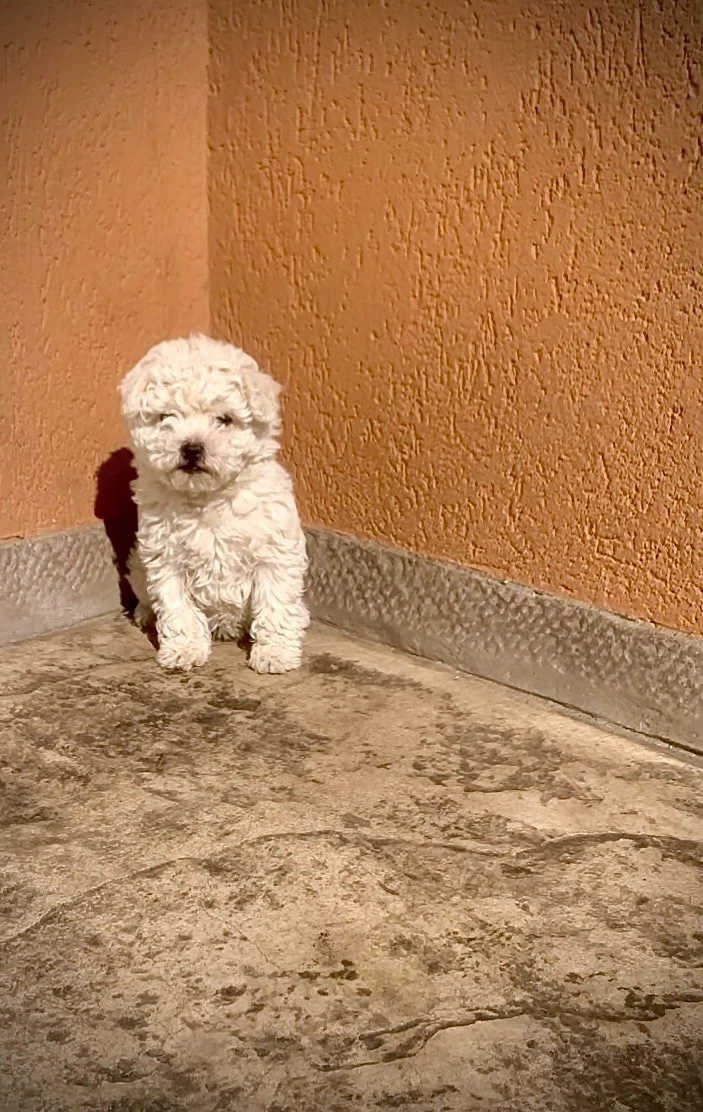 pui bichon maltez - baiat 