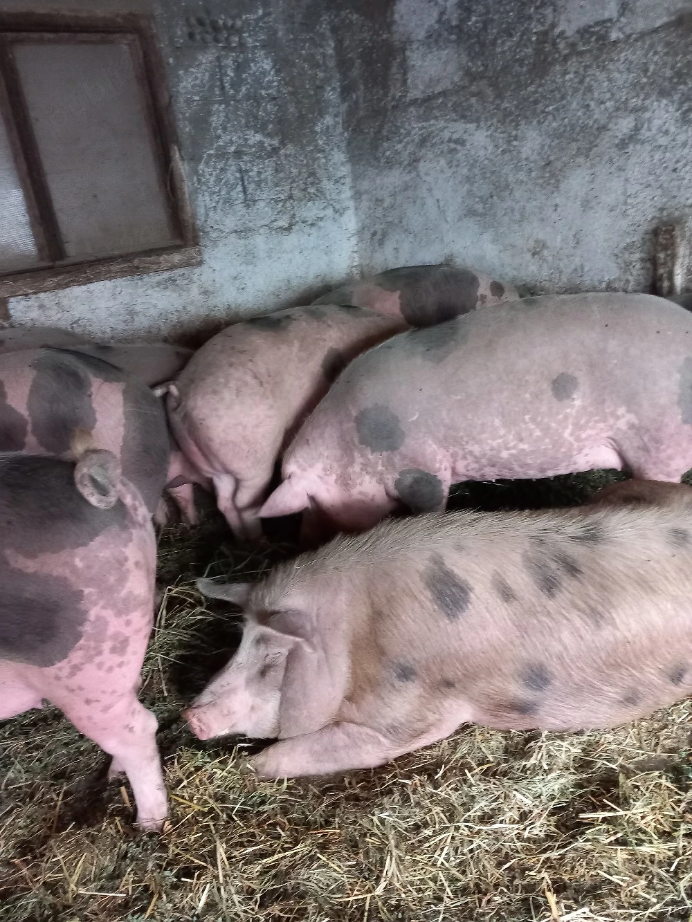 Porci de vanzare