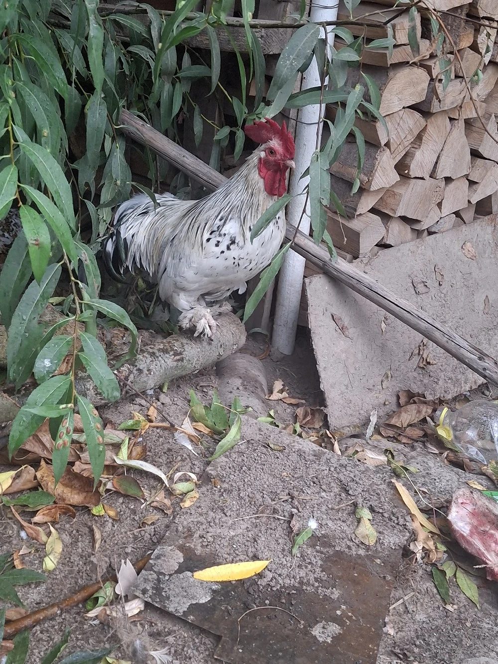 cocoș de vânzare 