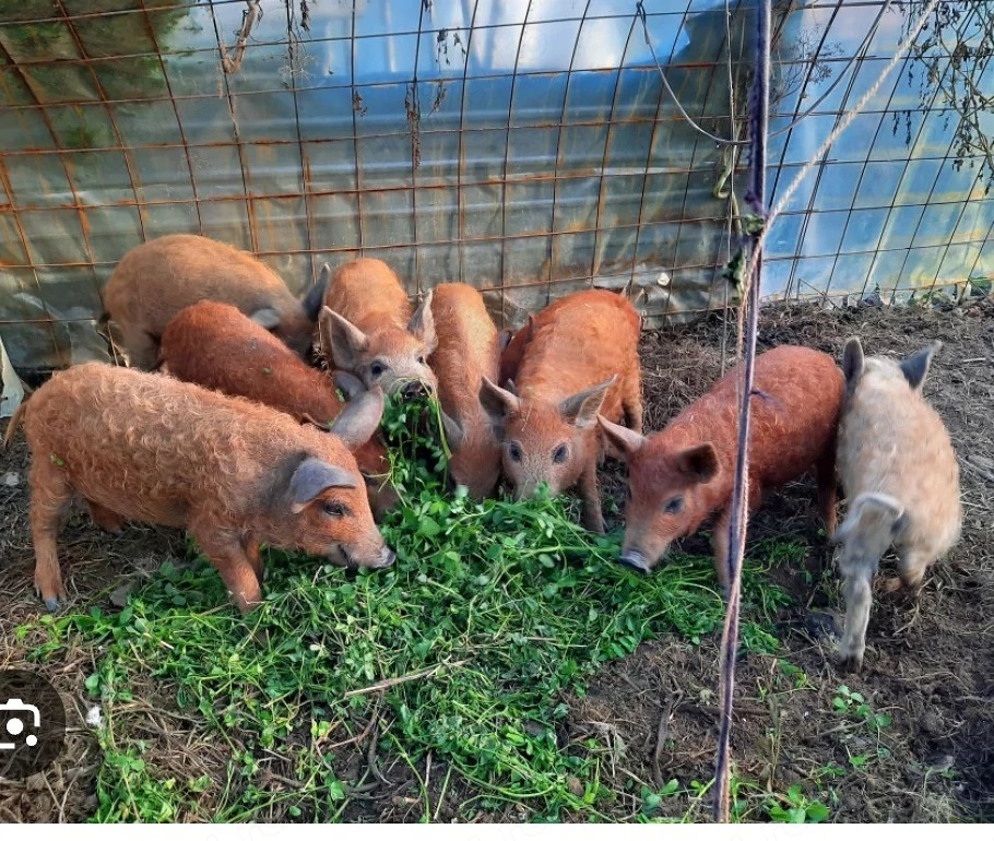 Vand porci rasa pura Mangalita