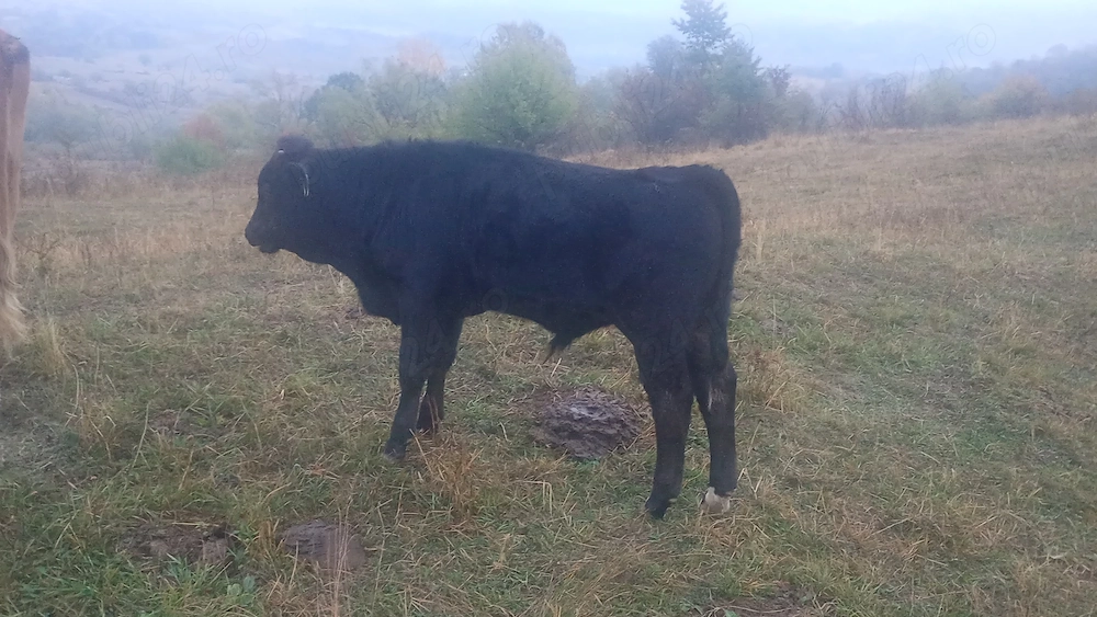 Vând un vițel și o vitea de 4 luni