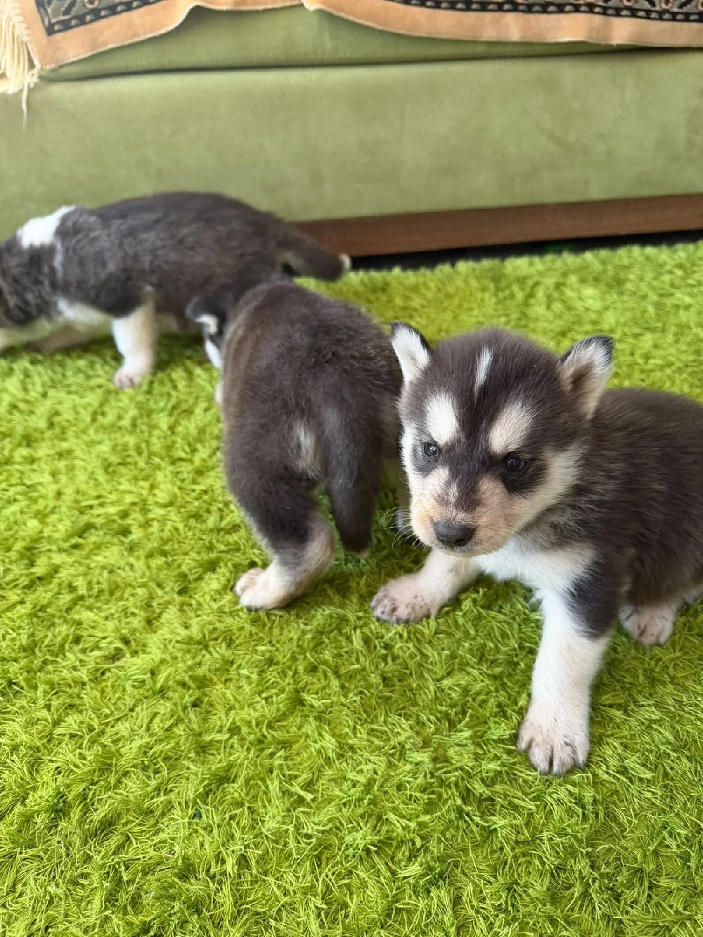 Husky baieti
