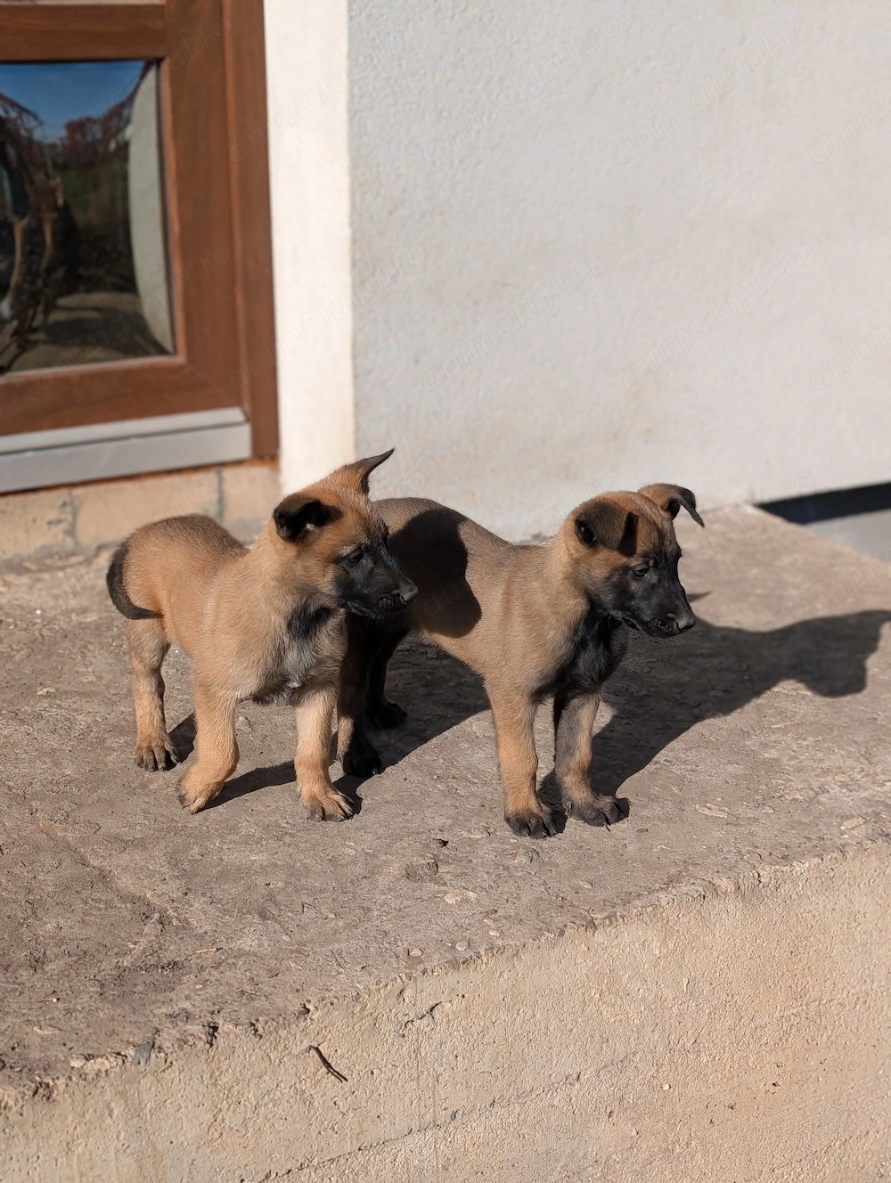 Pui Ciobanesc belgian malinois 