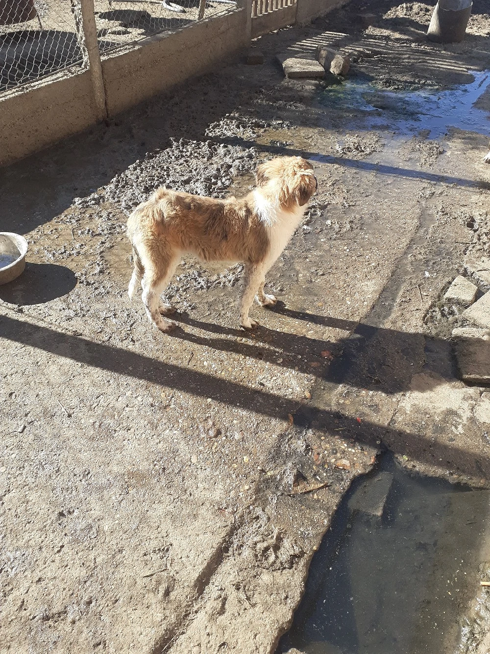De Vânzare Căței Saint - Bernard