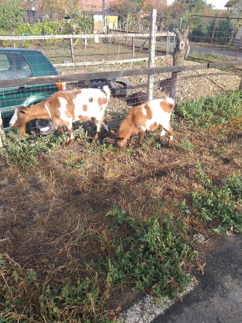 Capra și ied