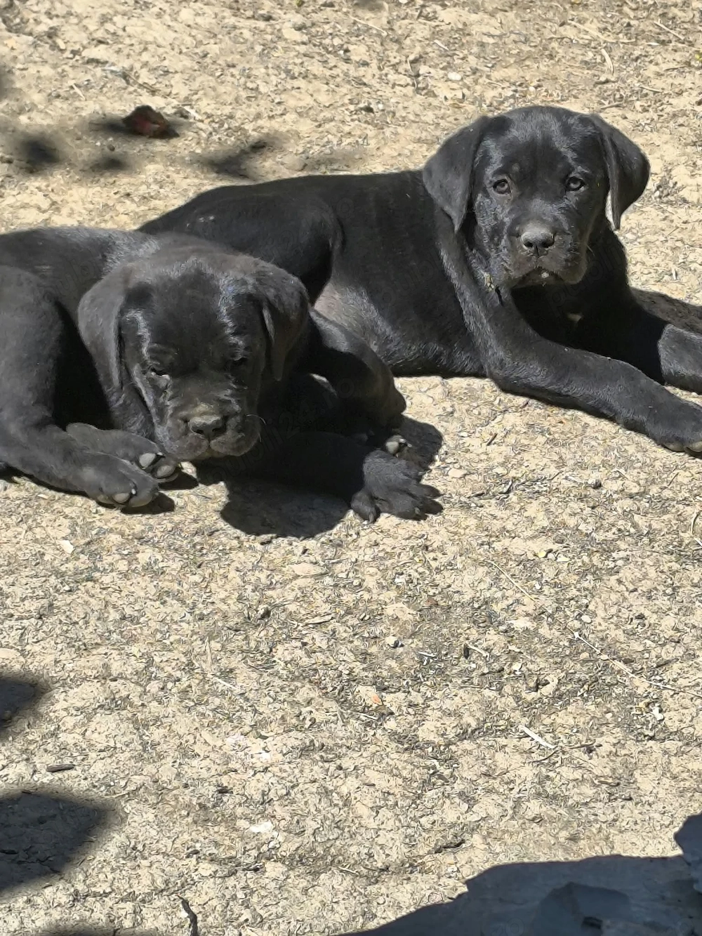 Cățeluși cane corso