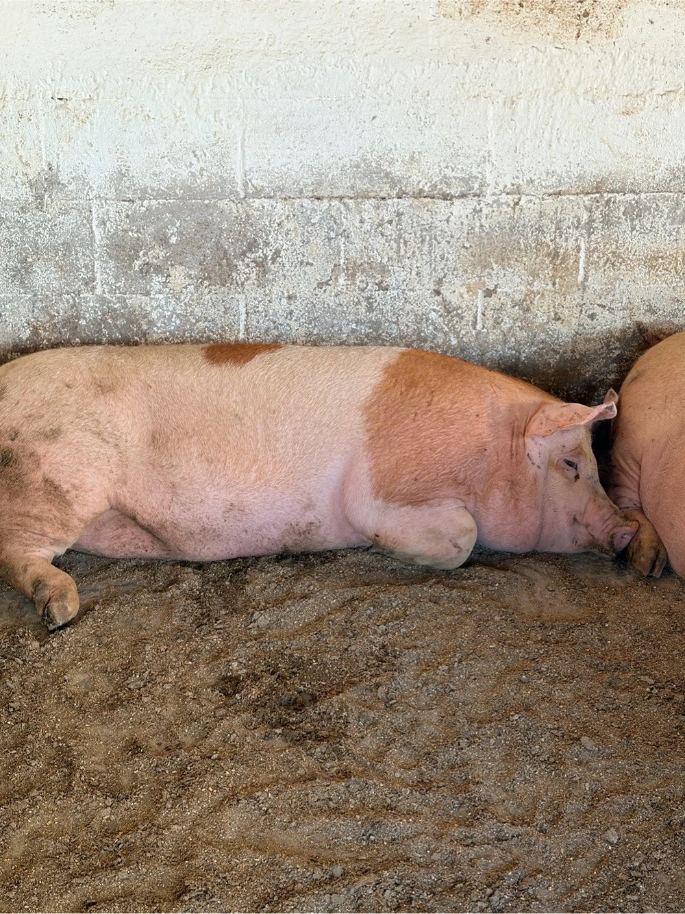 vind soldani si porci