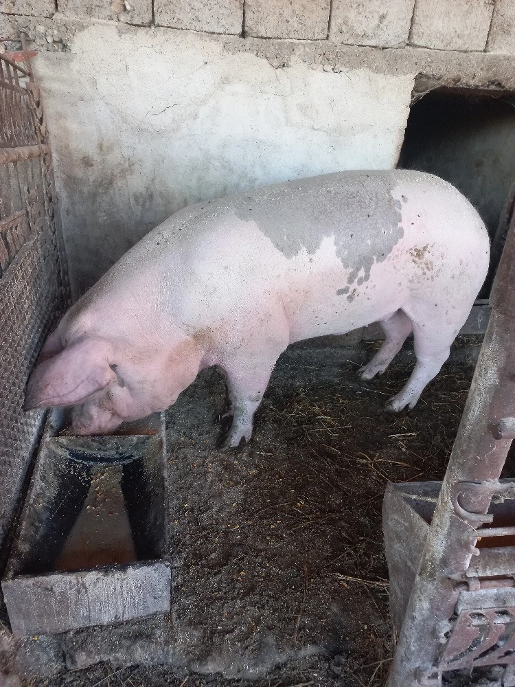 Vand porc 