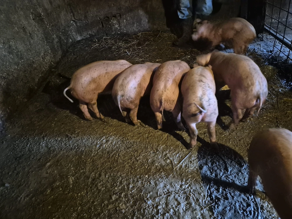 Purcei duroc &pietrain