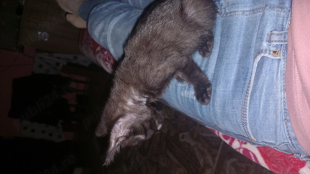Motanel pentru adopție 