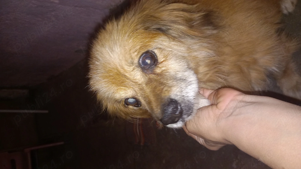 Urgent catel pentru adoptie