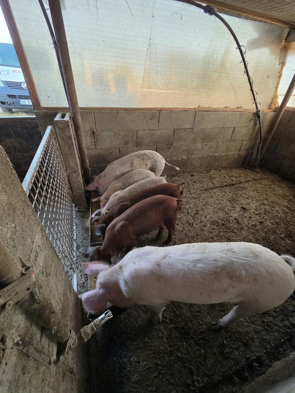 Porci si purcei de vânzare 