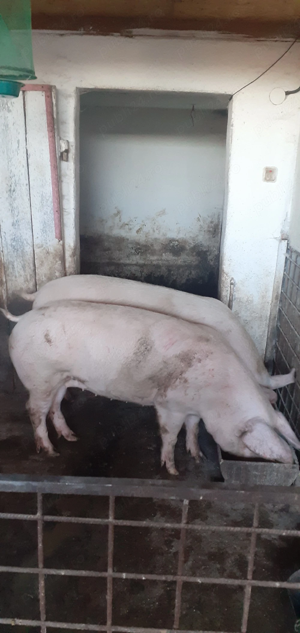 Vând 2 porci grași 