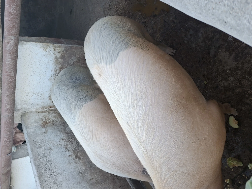 Vând porci gras