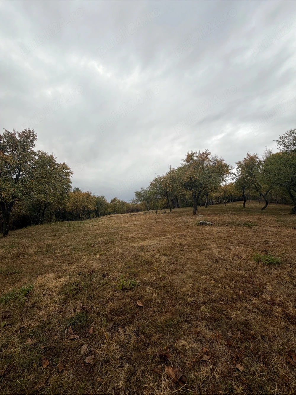 Teren de vânzare 2.614 mp în Sohodol, Tismana   livadă, acces asfaltat, deschidere 27,84 m