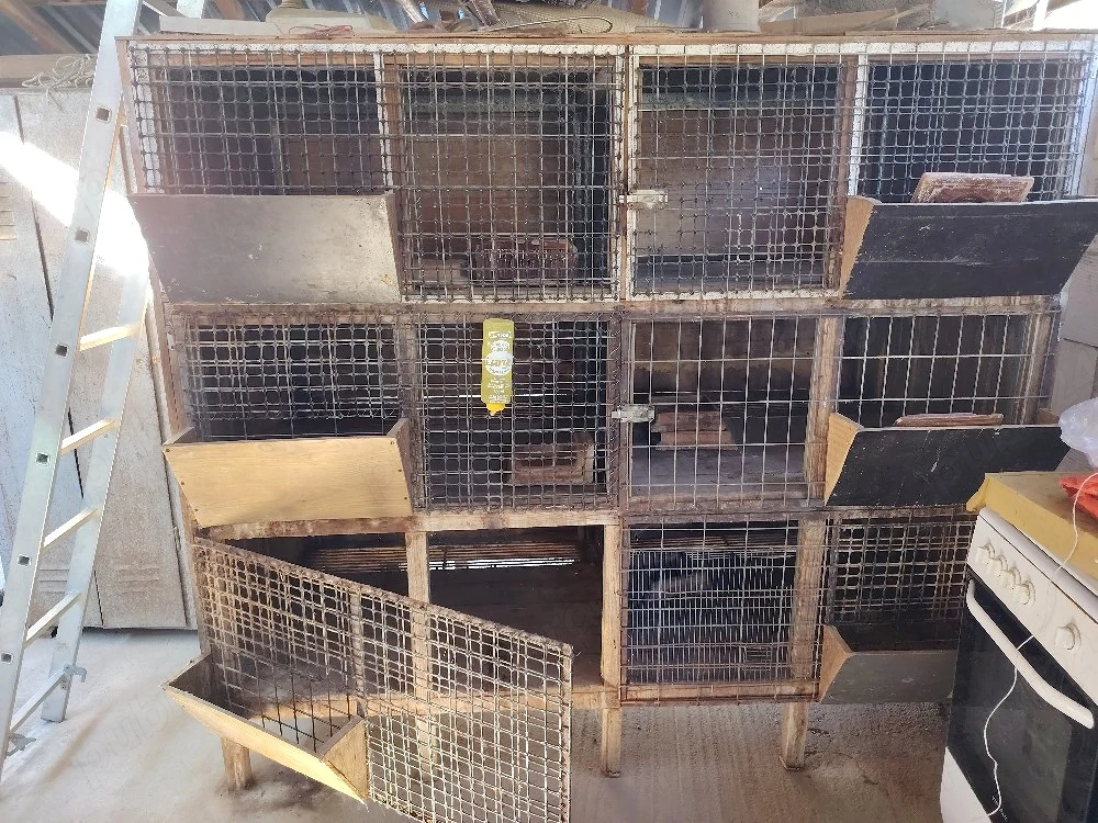 canari de vinzare