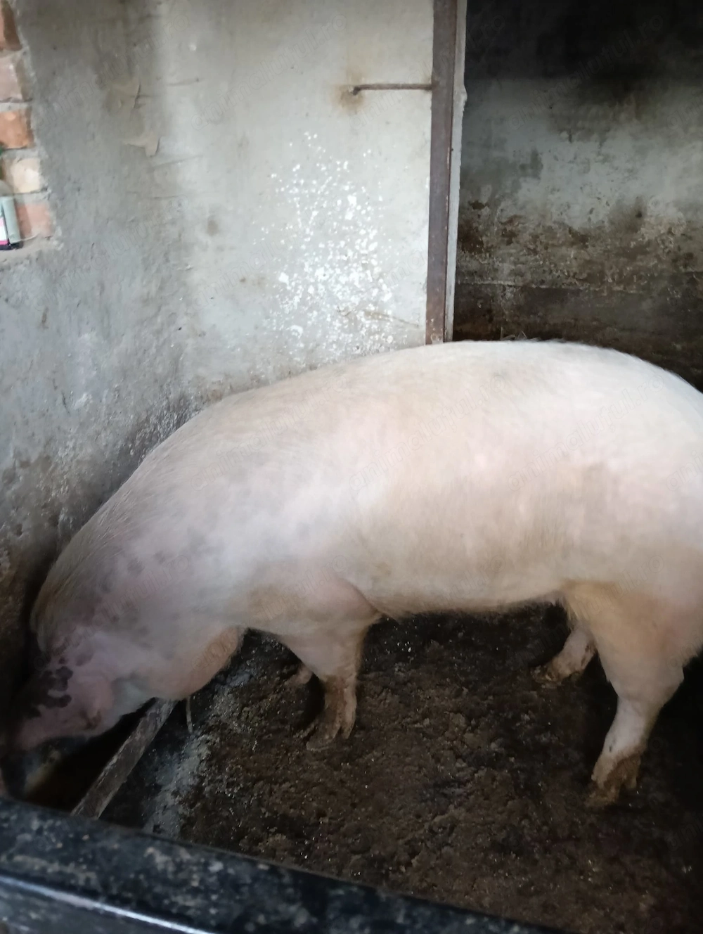 Vind porc de carne crescut natural 
