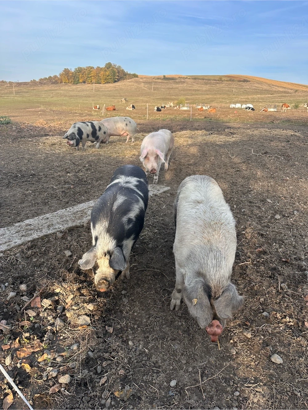 porci pentru sacrificat