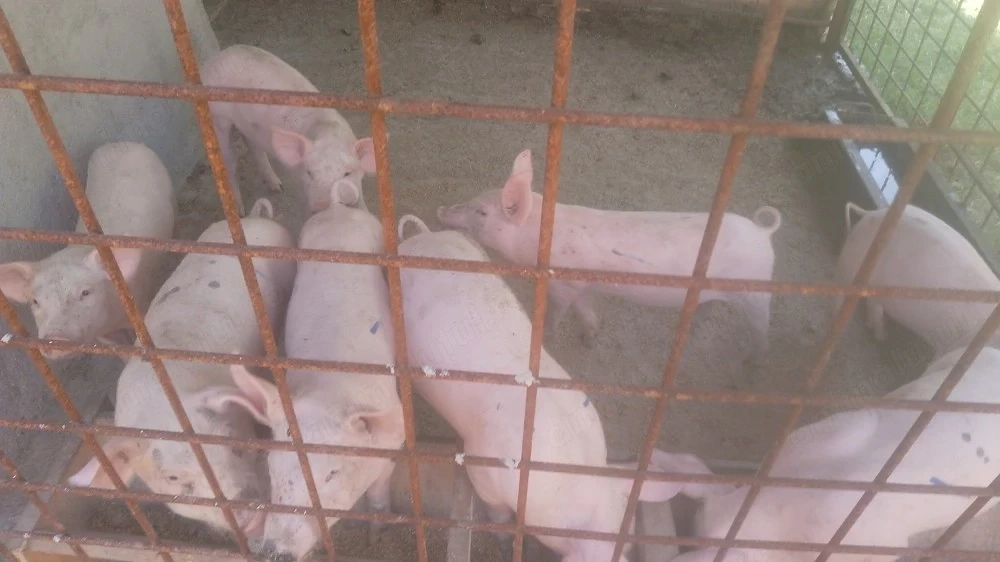 Purcei crescuți cu dragoste   15 20 kg, vaccinați și deparazitați