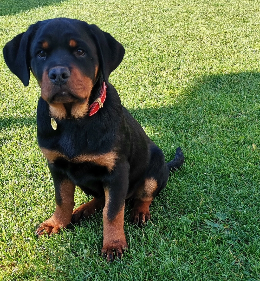 Pui Rottweiler 