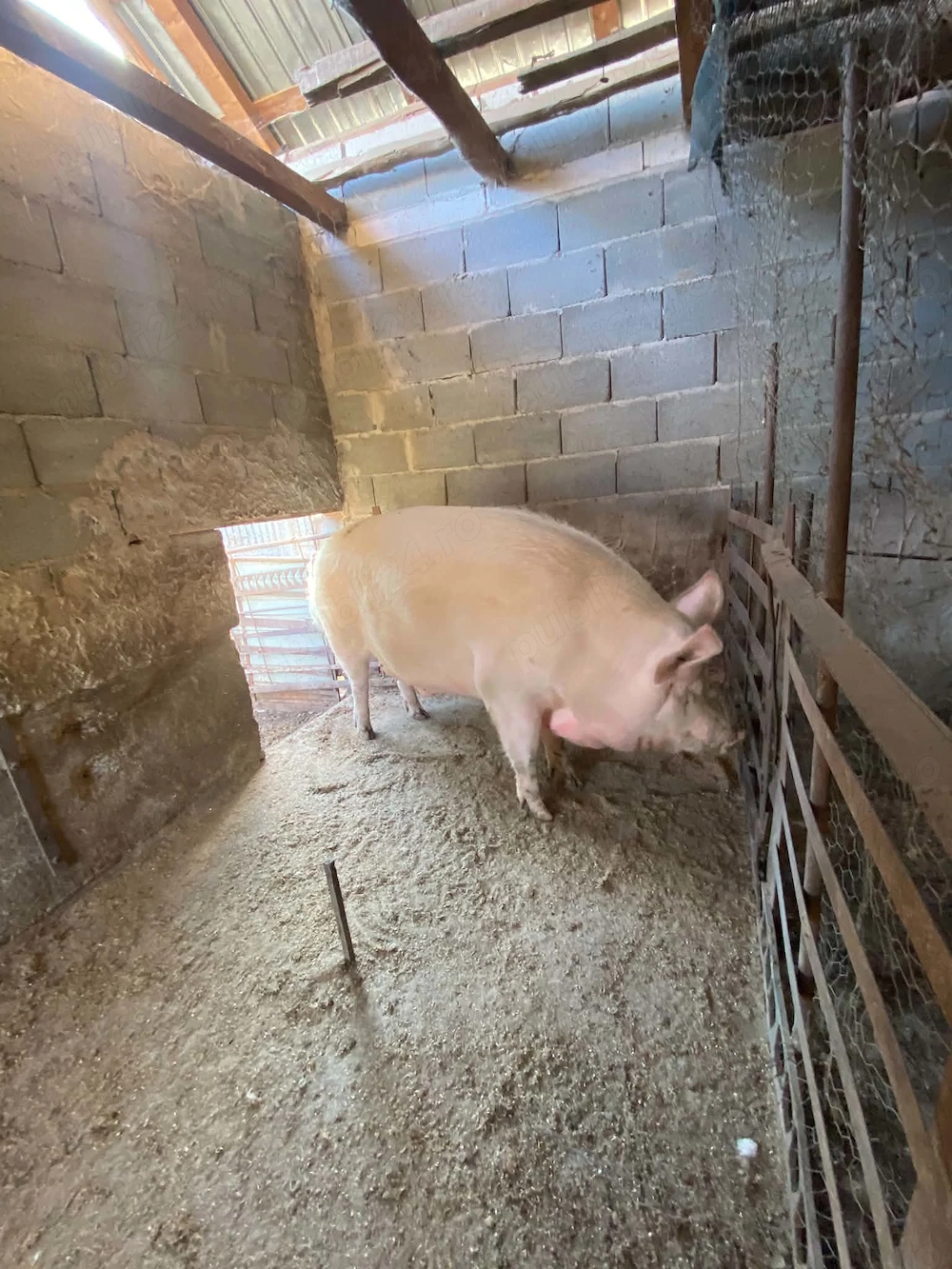 Vând porc crescut în gospodarie 