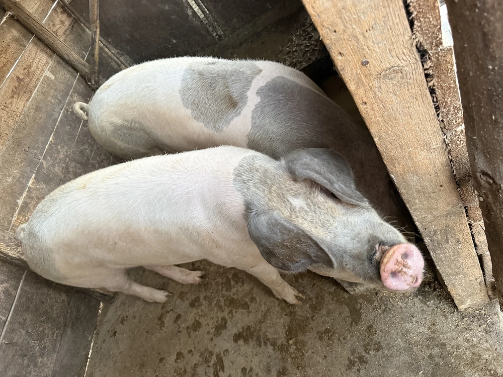 Porc de vânzare 