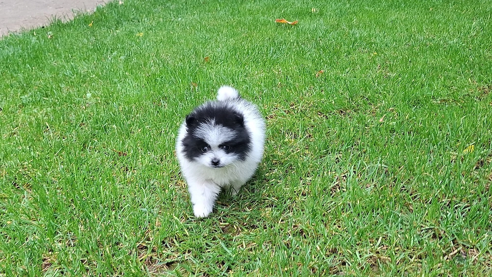 Fetița pomeranian 