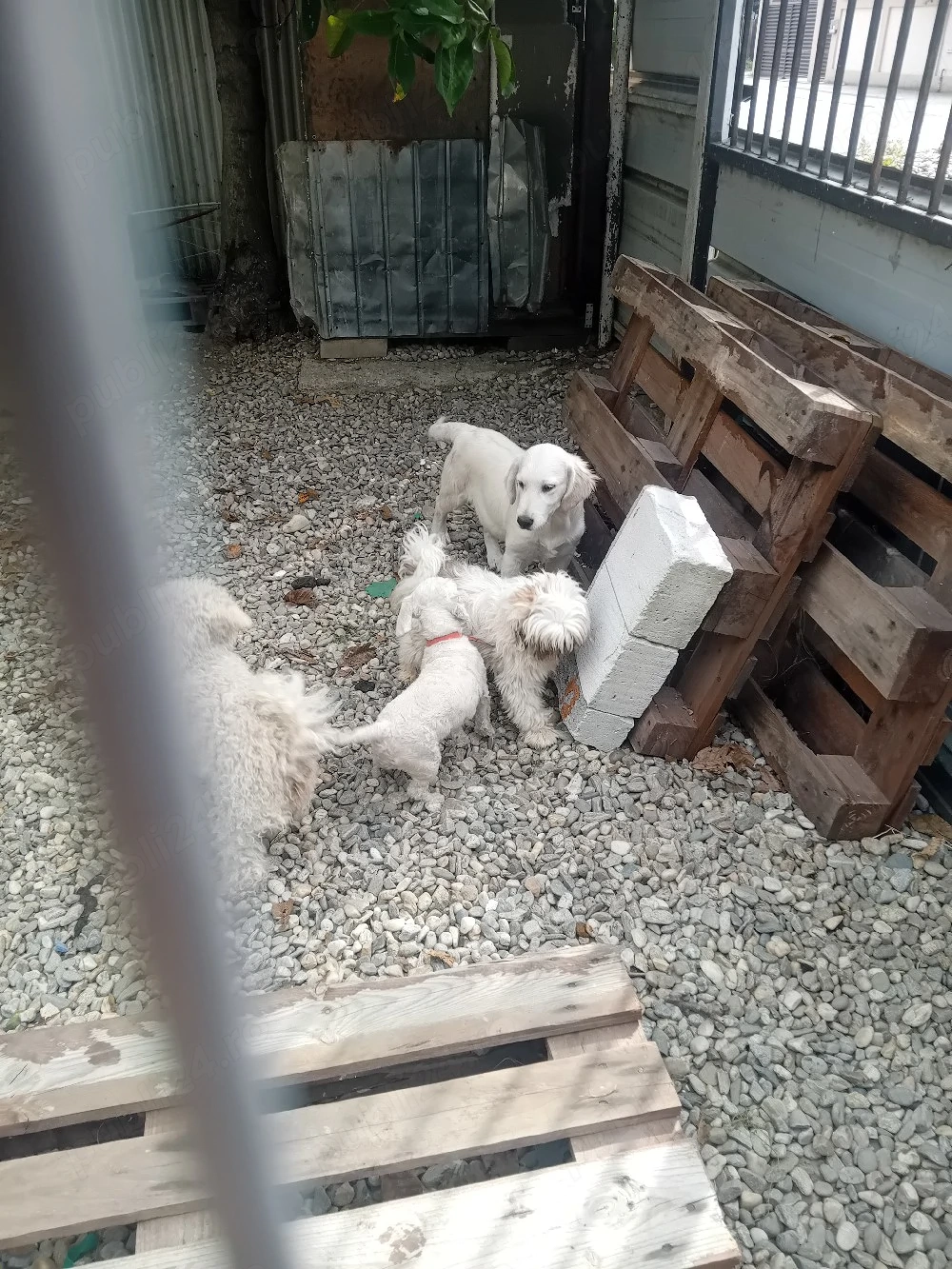 vand femela golden retriver