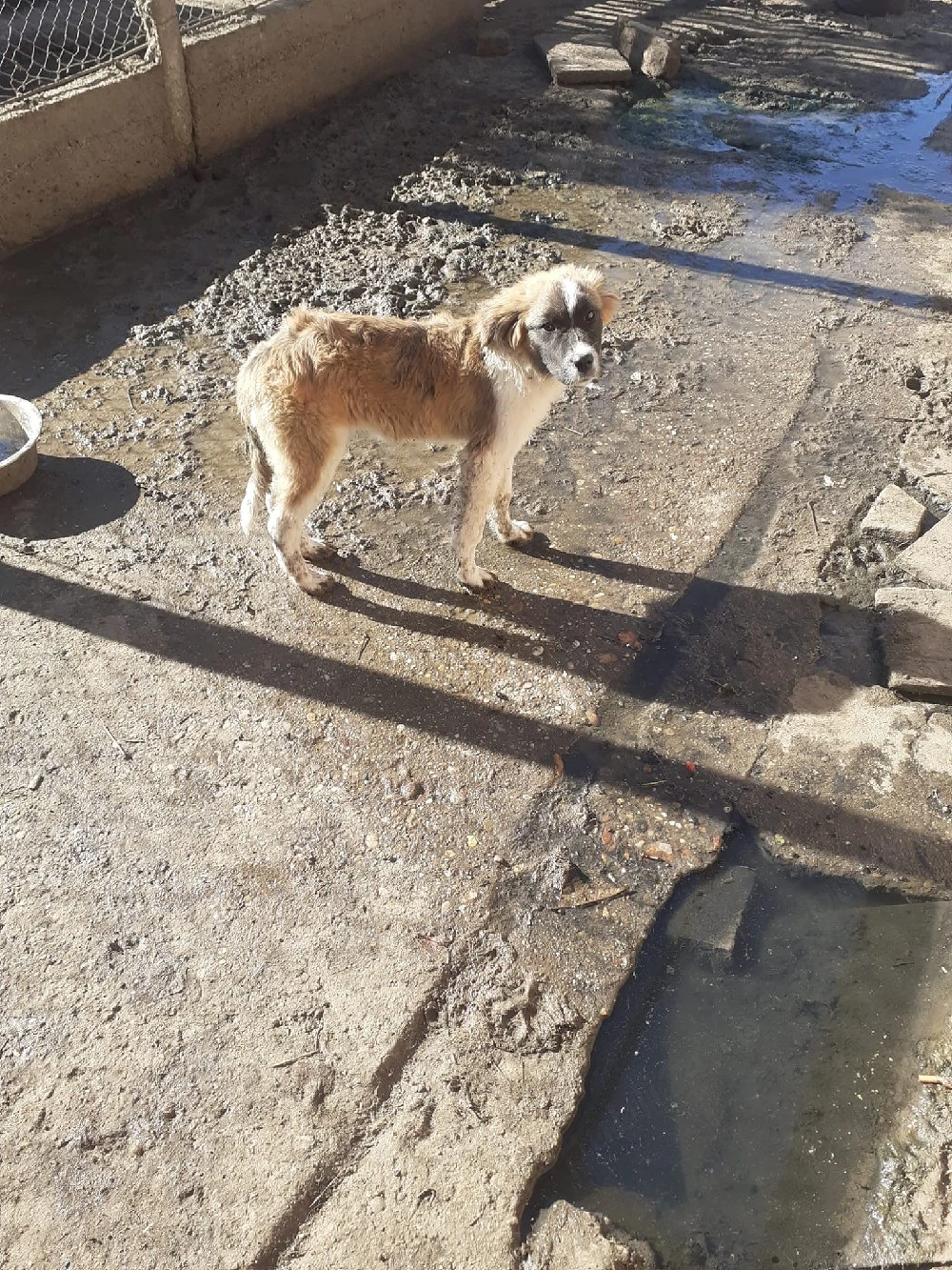 De Vănzare Căței Saint-Bernard