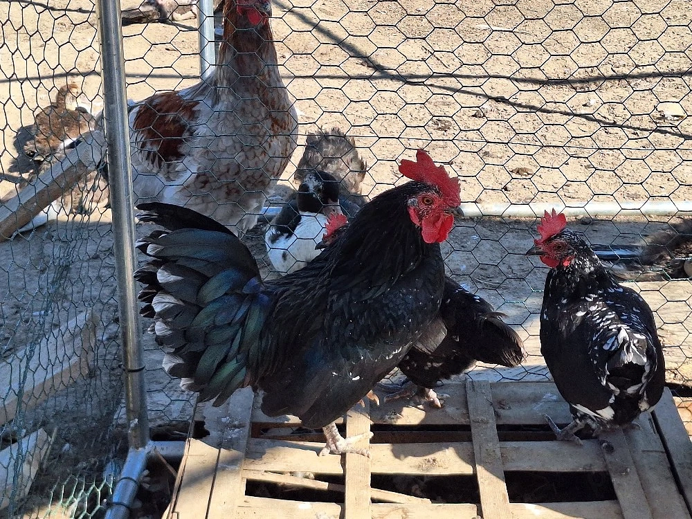 Găini pitice familie