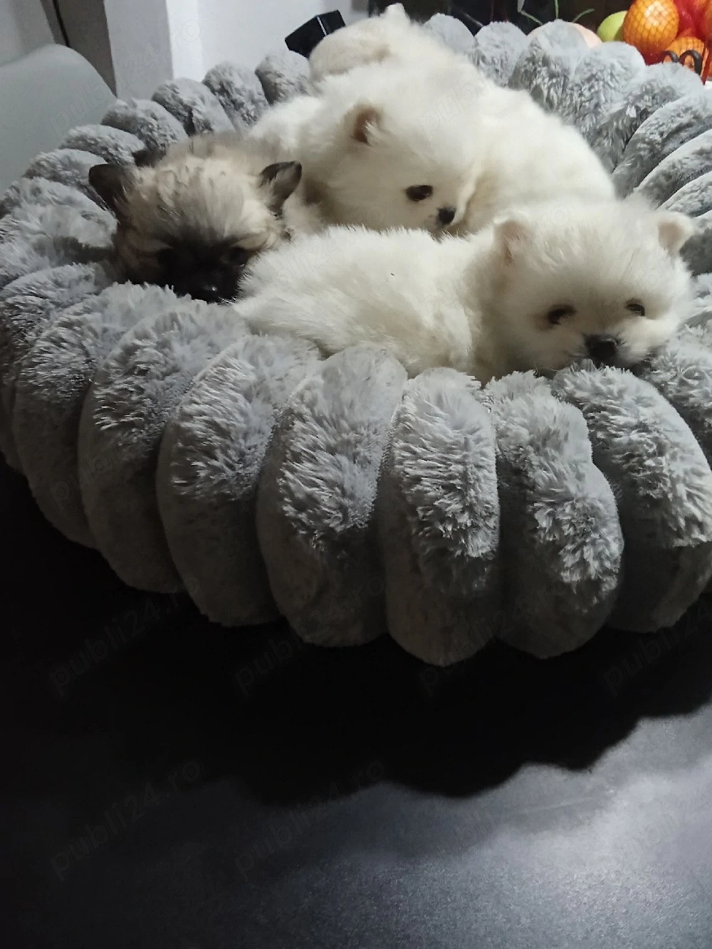 pomeranian boo superbi