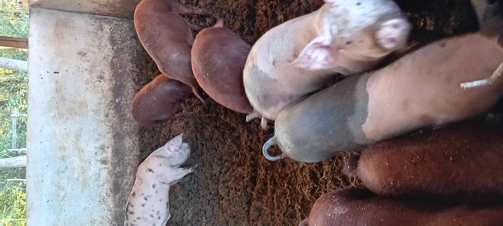 Purcei grasuni duroc