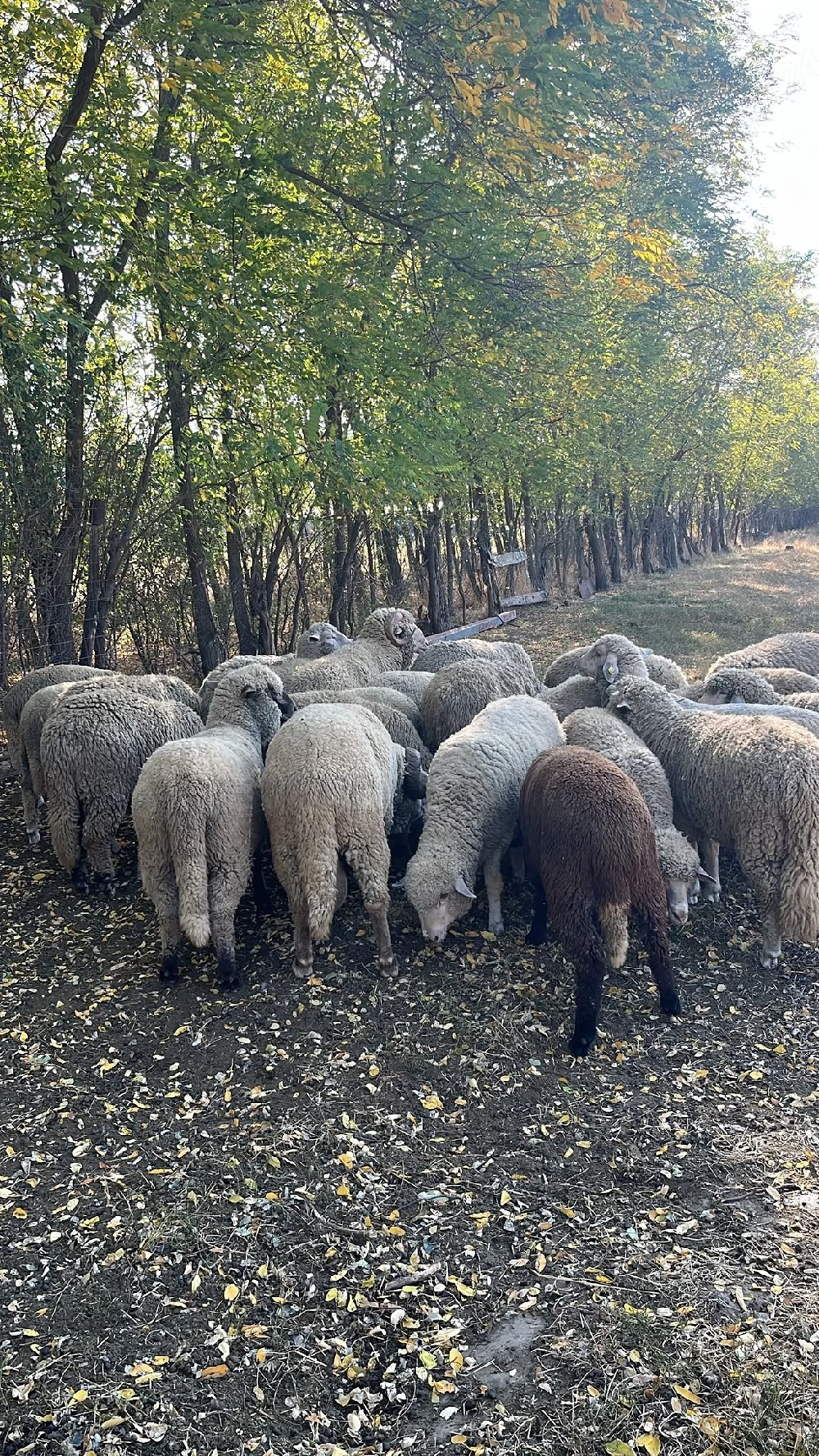 vand berbecuții pastrama de anul acesta